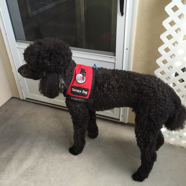 Pat's Sugar Dog Rocky