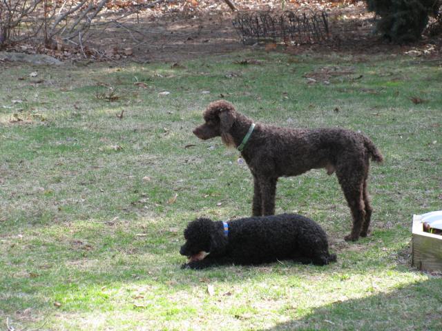 Max (black) and Cappy (mahogany)