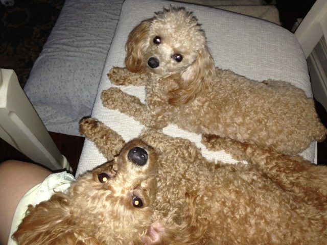 Cricket Lucille (top) & Piper Charlotte (bottom)