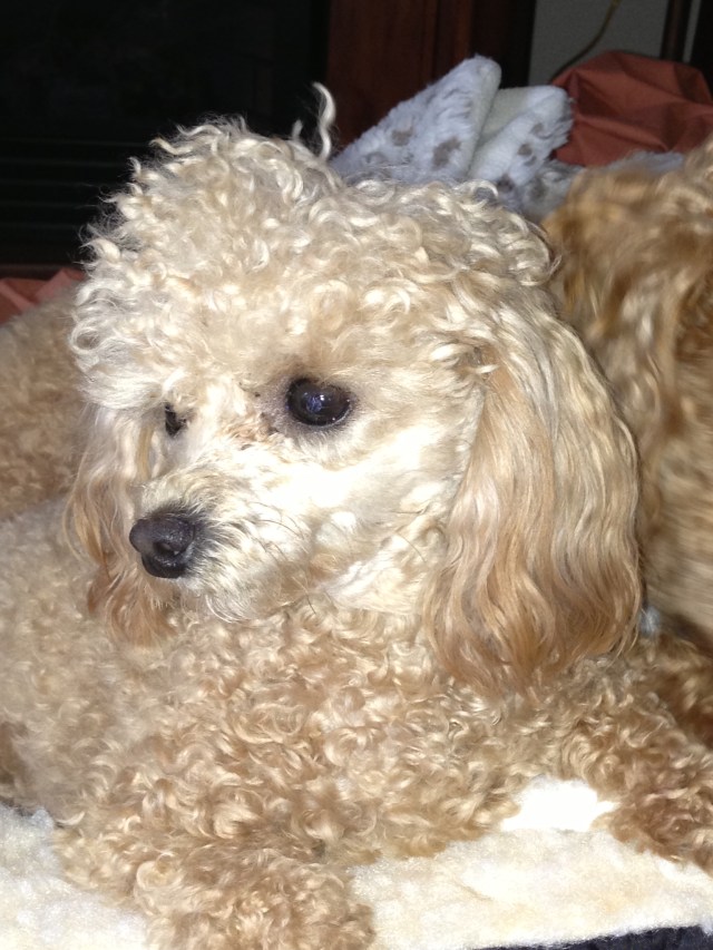 Beautiful Cricket Lucille