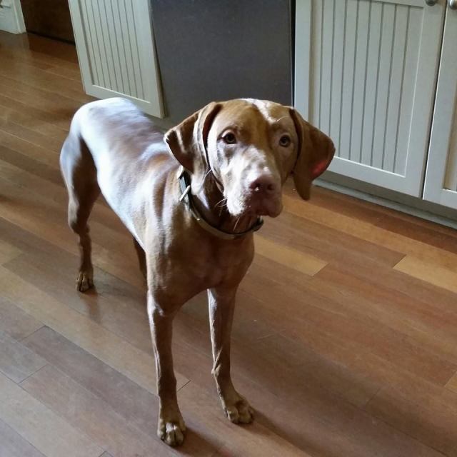 Nicky and Haidi's Sugar Dog