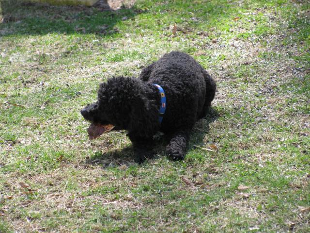 Irene's Sugar Dog Max