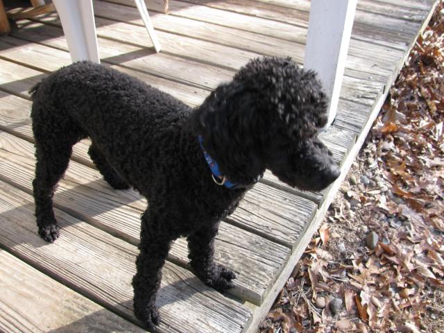 Max - Poodle 004