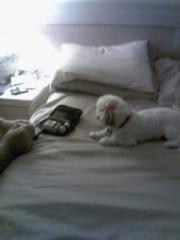 Peek-A-Boo in training