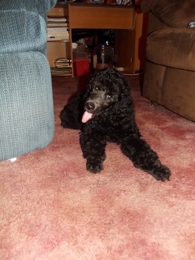 Pat's Sugar Dog Rachmaninoff (call name: