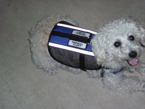 Randall's Sugar Dog STORMIN NORMAN, a medical alert dog