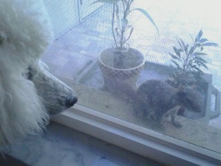 Vivian's Sugar Dog POPCORN and a squirrel