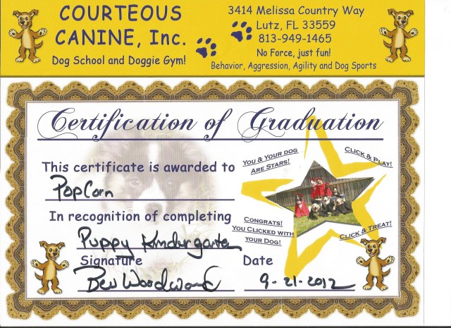 Popcorn's Puppy Kindergarden Certificate