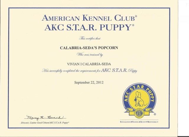Popcorn's Star Puppy Certificate