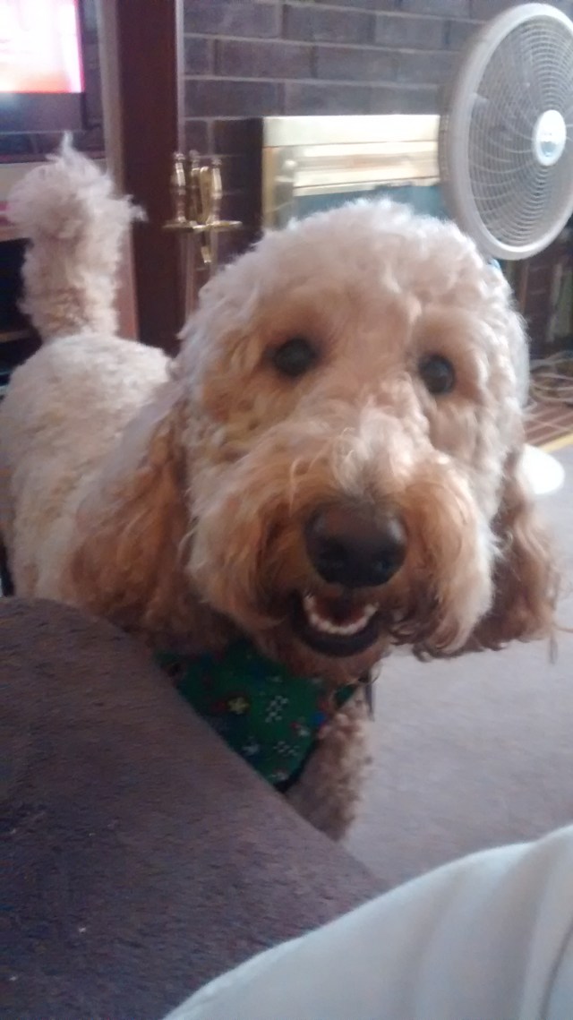 Mark's Sugar Dog Hope