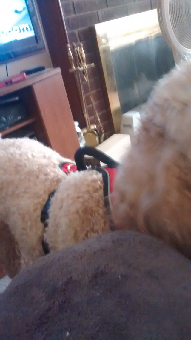 Mark's Sugar Dog Hope