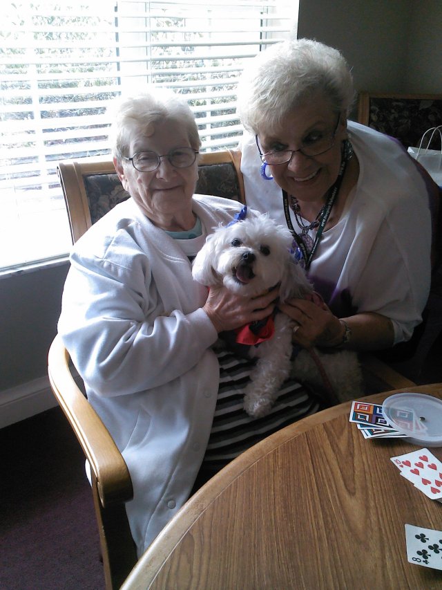 Therapy Dog & Sugar Dog