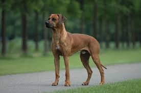 Rhodesian Ridgeback 1