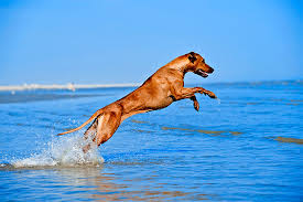 Rhodesian Ridgeback #2